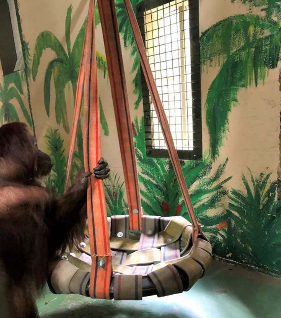 La nueva vida en libertad de Sandra, la orangutana declarada persona no humana 15 Sandra y su nuevo hogar