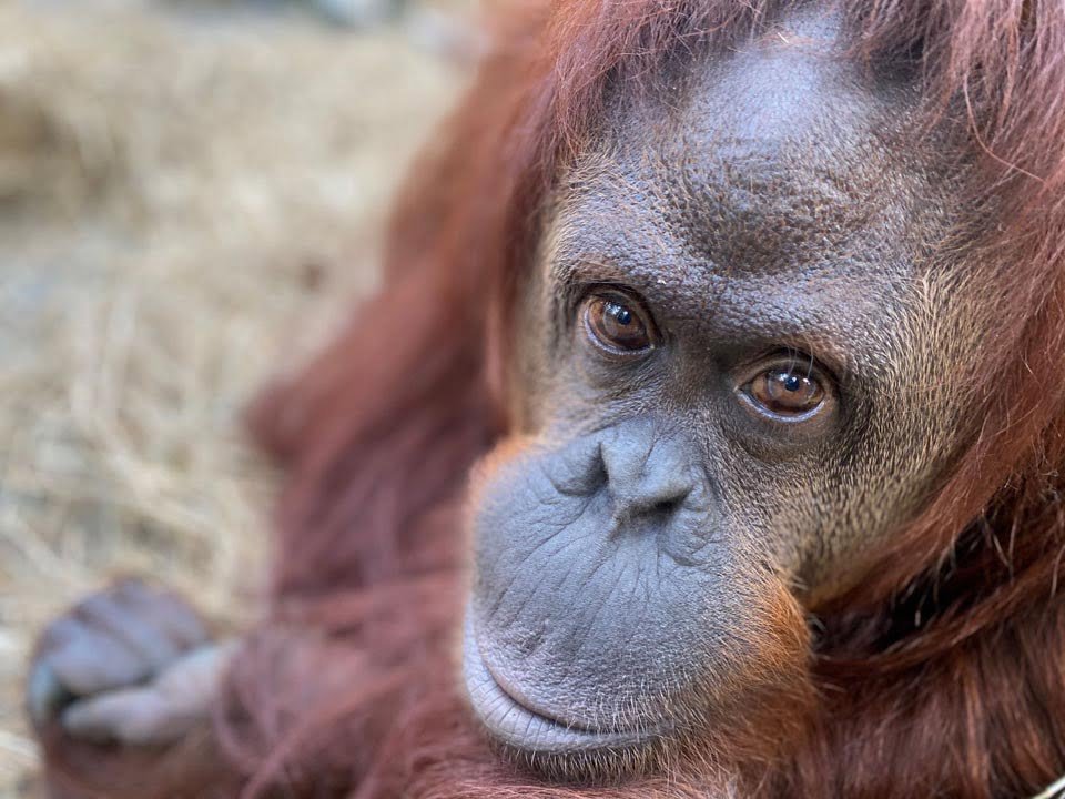 La nueva vida en libertad de Sandra, la orangutana declarada persona no humana 16 Sandra