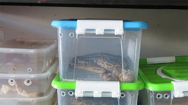 Serpiente venta