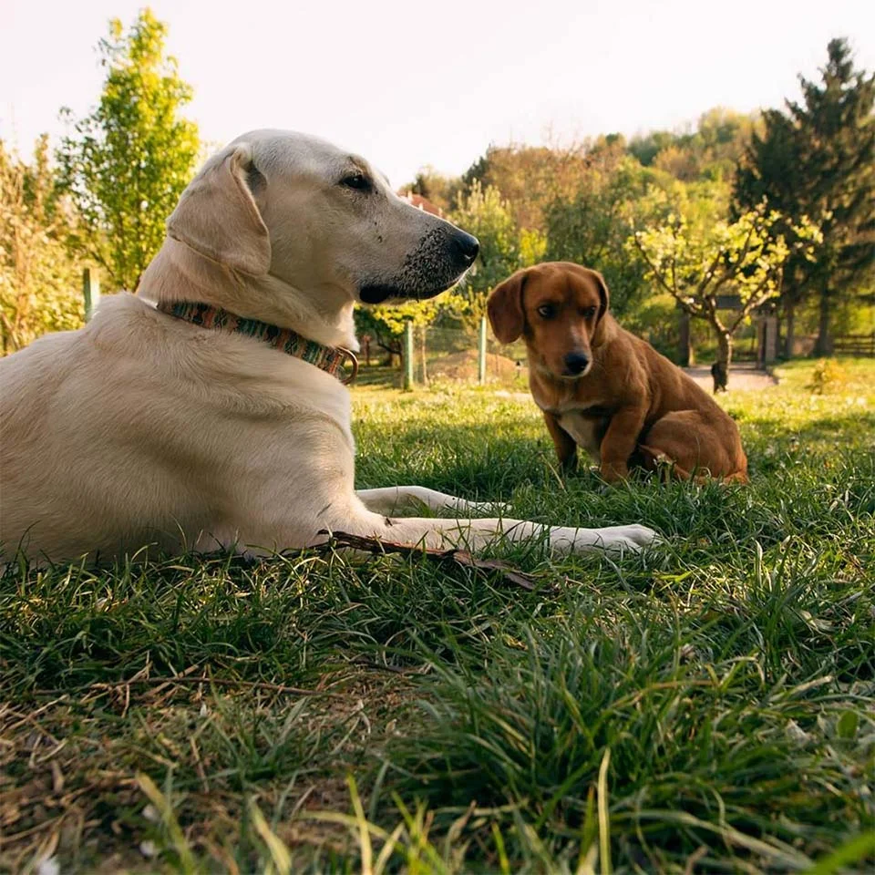 Mujer deja que sus perros salgan a jugar y vuelven a casa con un nuevo hermano 7 Strudel nuevo hermano