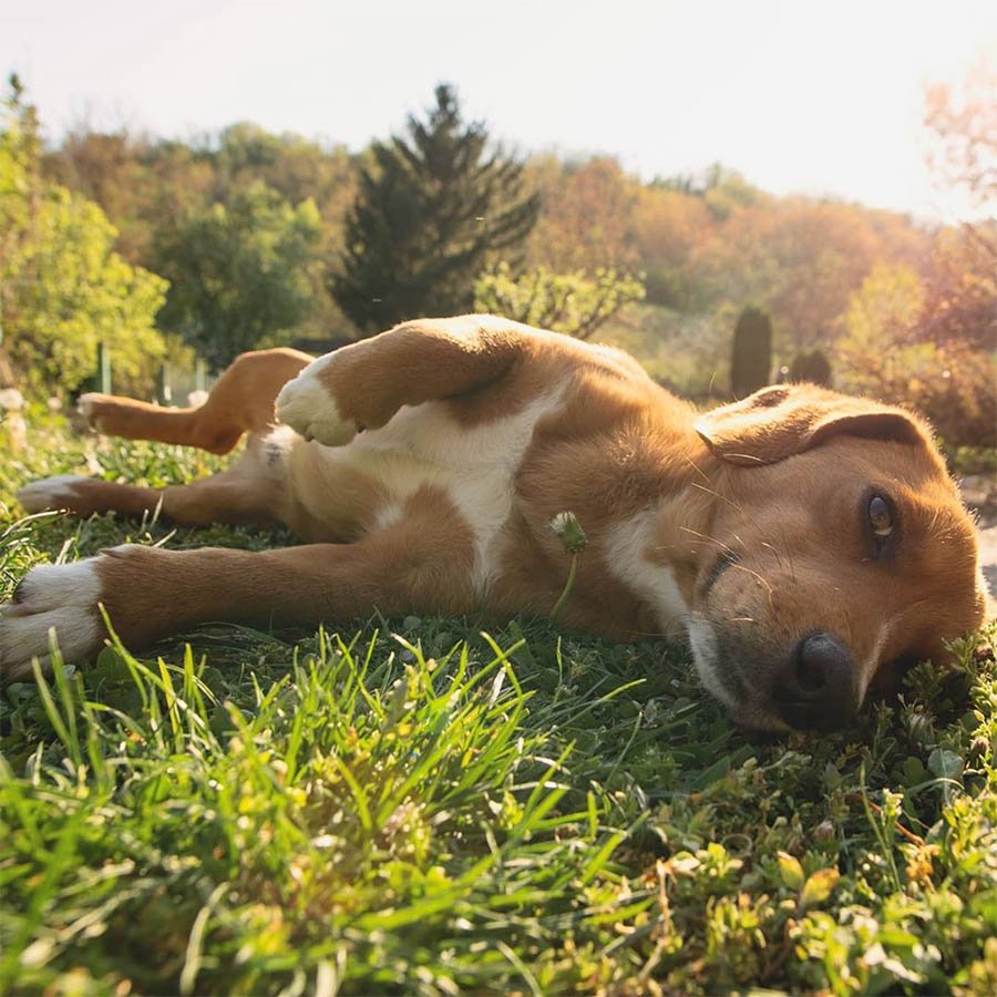 Mujer deja que sus perros salgan a jugar y vuelven a casa con un nuevo hermano 10 Strudel
