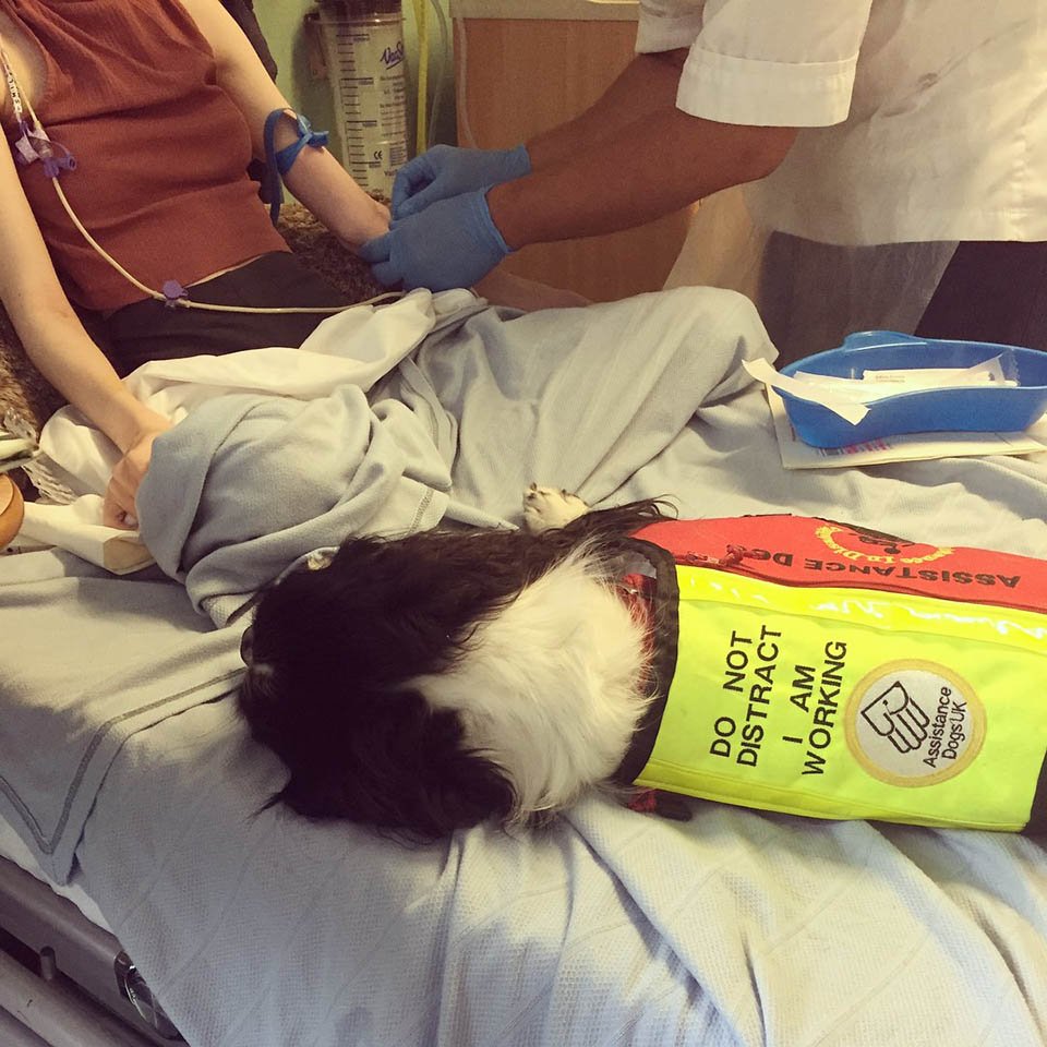 Niña con discapacidad tiene el ayudante más adorable, su perro Ted 16 Ted acompaña
