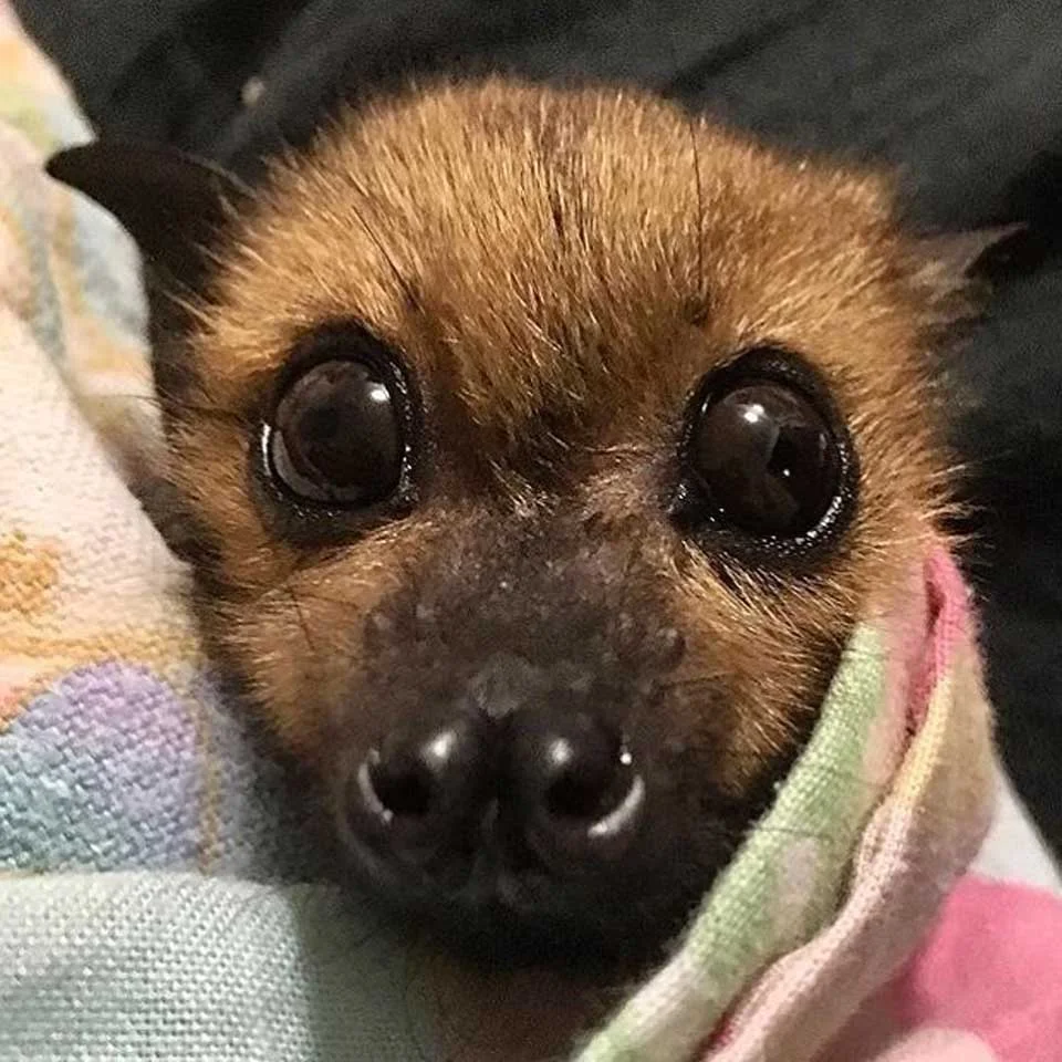 Organización que rescata murciélagos comparte fotos donde vemos lo lindos e inofensivos que son 12 Tierno murciélago café