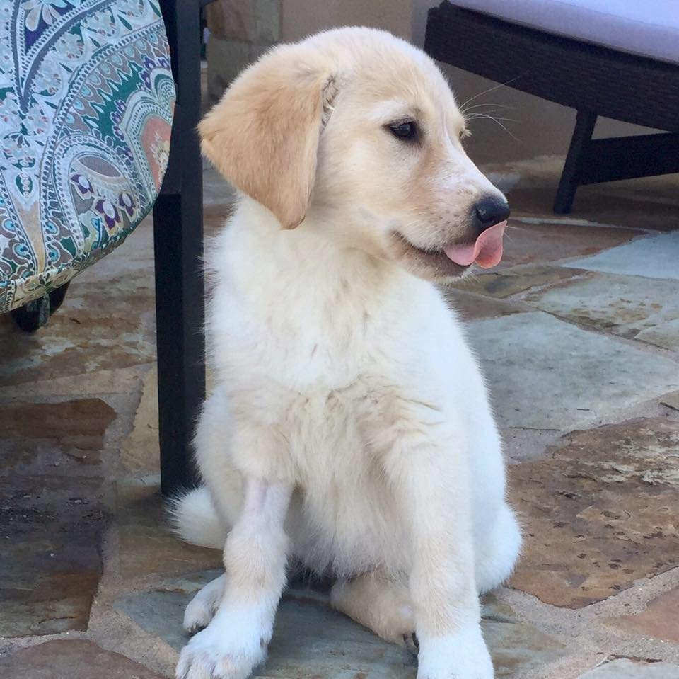 Gran perro se encuentra con pequeños gatitos huérfanos y los adopta 13 Truvy 5 meses