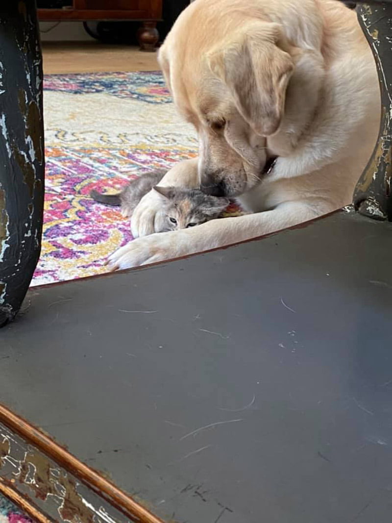 Gran perro se encuentra con pequeños gatitos huérfanos y los adopta 6 Truvy cuidando bebé