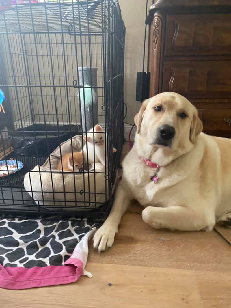 Gran perro se encuentra con pequeños gatitos huérfanos y los adopta 4 Truvy cuidando bebés