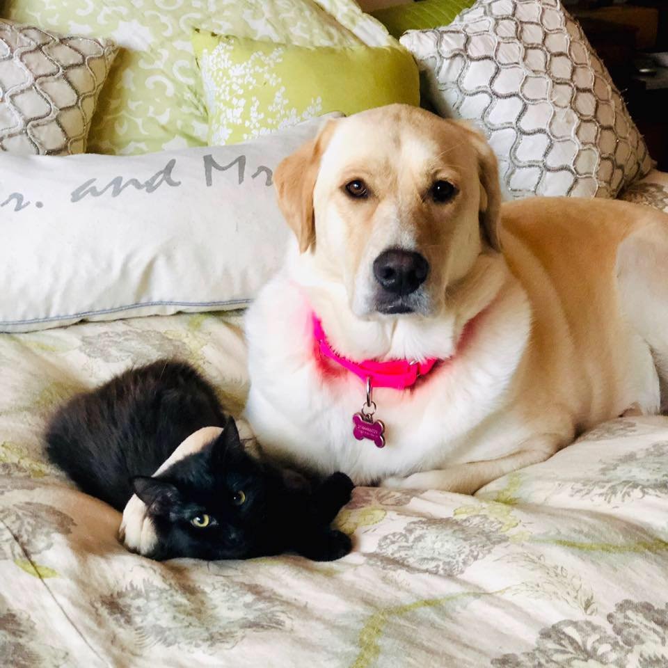 Gran perro se encuentra con pequeños gatitos huérfanos y los adopta 14 Truvy otros animales