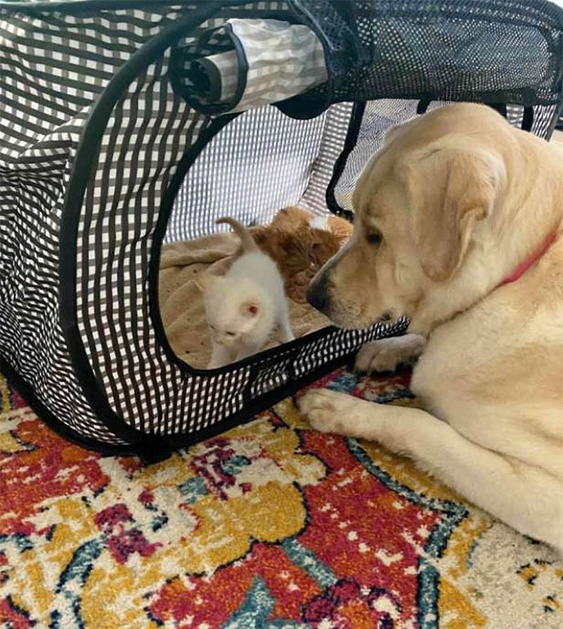 Gran perro se encuentra con pequeños gatitos huérfanos y los adopta 11 Truvy y Gatitos