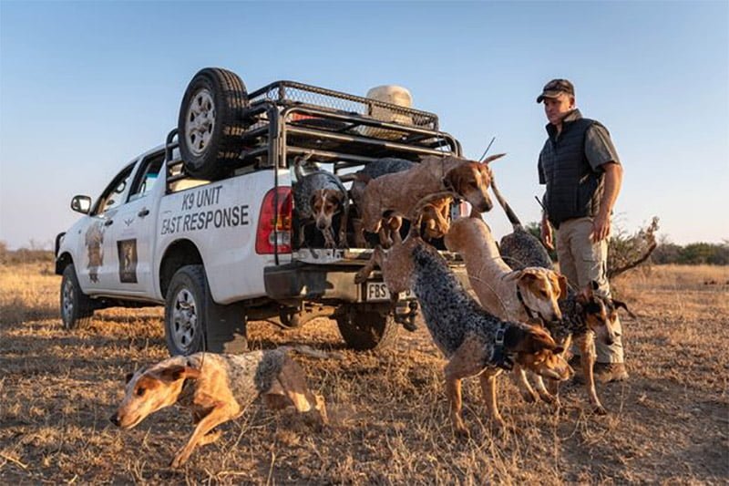 Perros entrenados para proteger la vida silvestre han salvado a 45 rinocerontes 9 Unidad K9