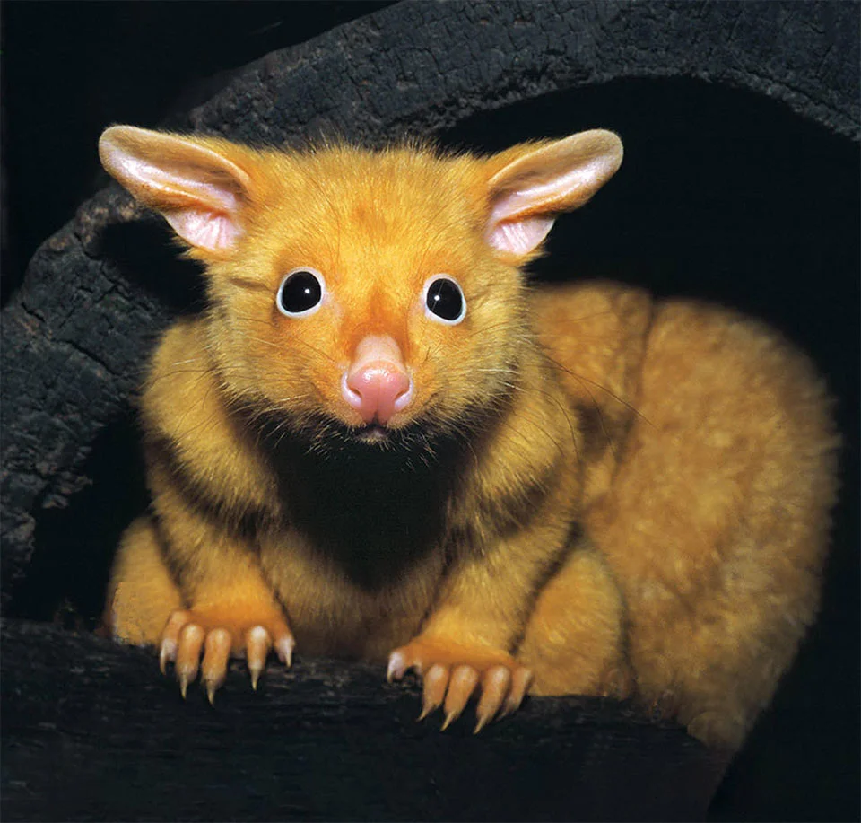 Zarigüeya amarilla