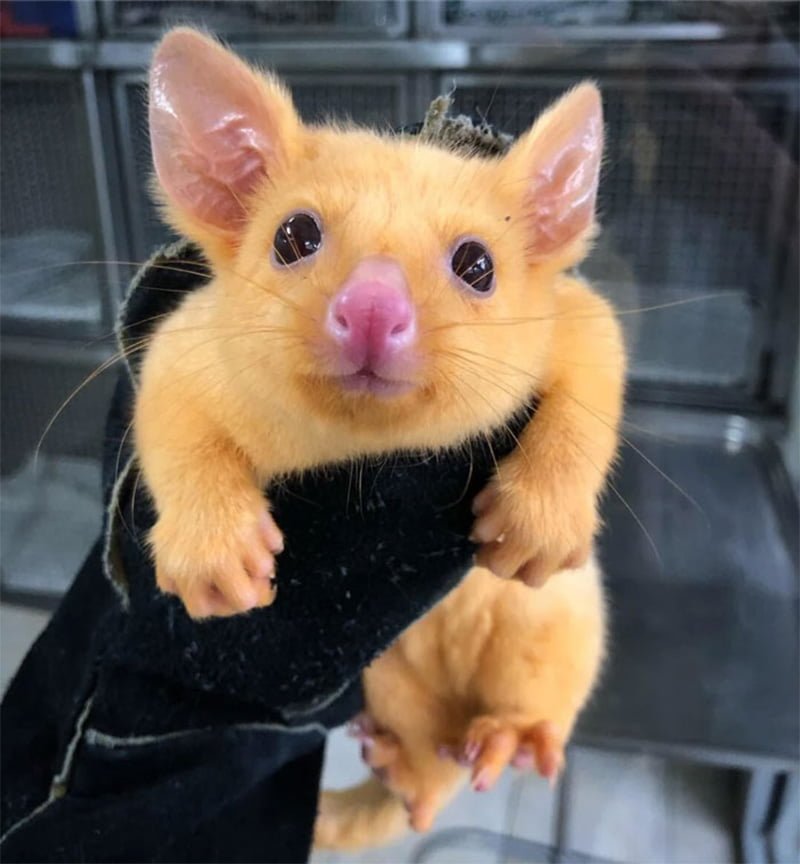 Clínica veterinaria australiana rescata una rara zarigüeya dorada 2 Zarigüeya bebé