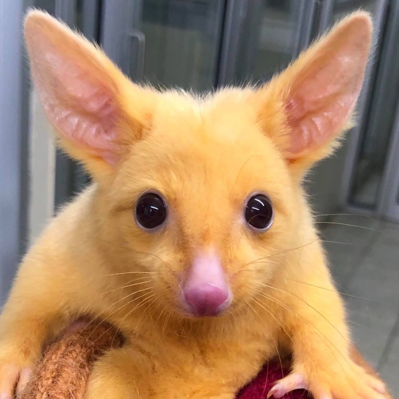 Clínica veterinaria australiana rescata una rara zarigüeya dorada 1 Zarigüeya dorada