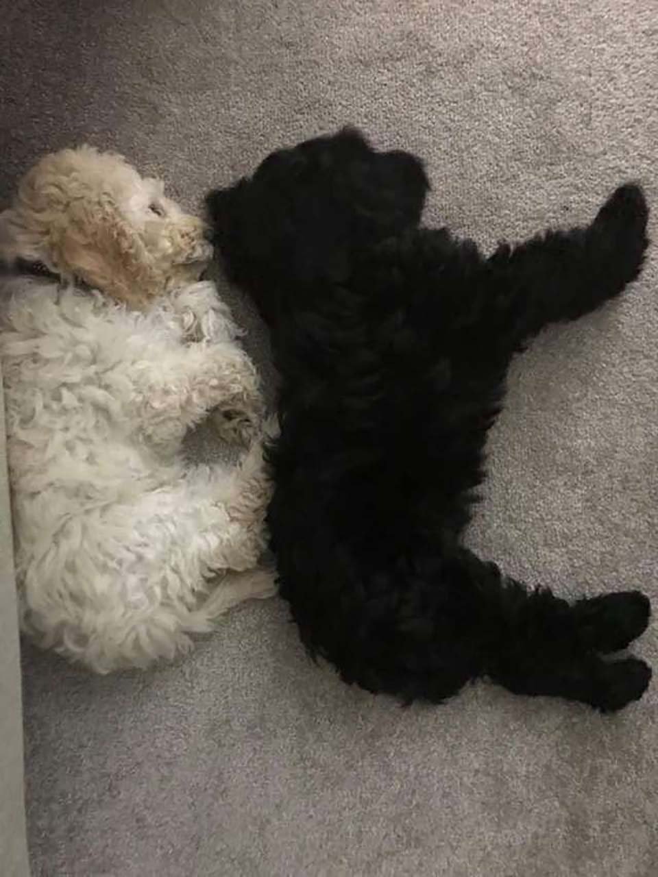 Perritos hermanos se encuentran en la calle y se reconocen de inmediato 7 cachorritos toman siesta