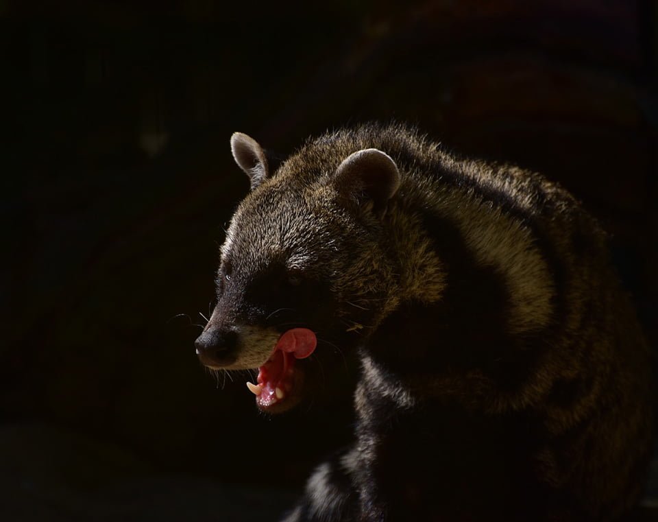 Wuhan ha prohibido oficialmente el consumo de animales salvajes 6 Civetas China