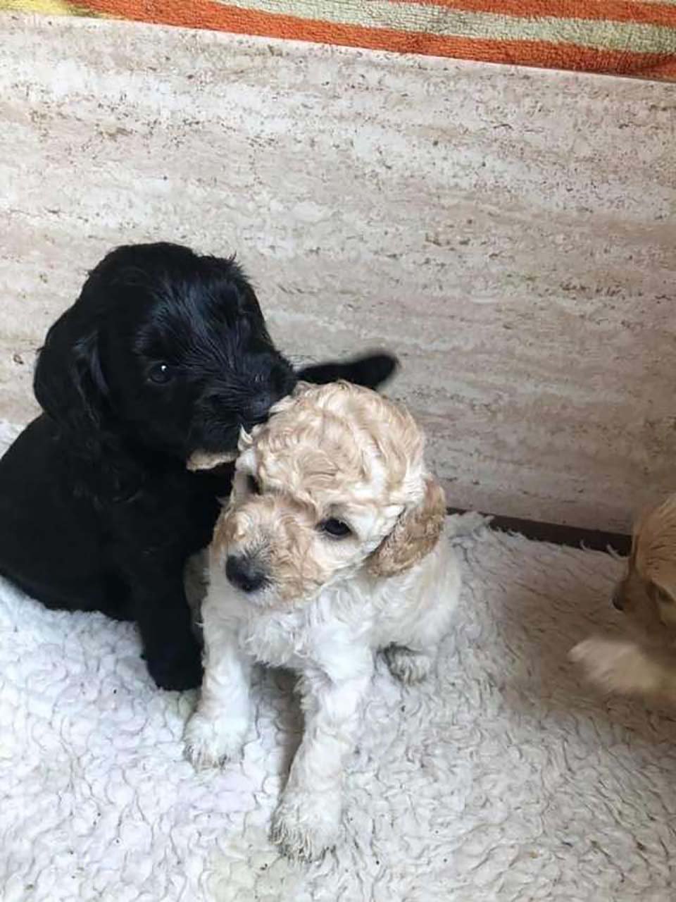 Perritos hermanos se encuentran en la calle y se reconocen de inmediato 6 dos cachorritos