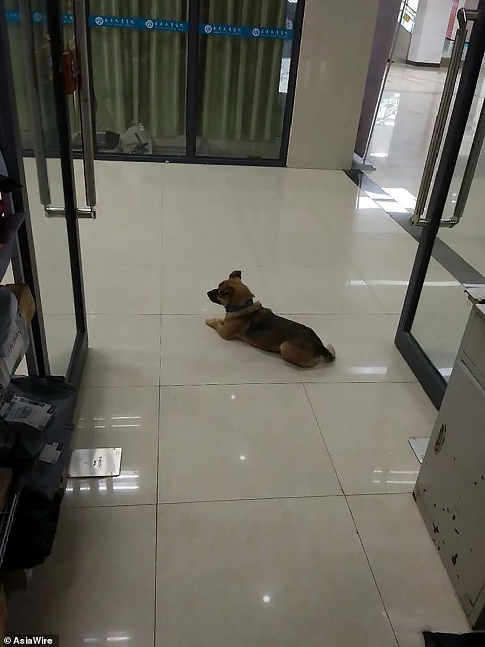 Perro leal espera por tres meses a su dueño que falleció en un hospital de Wuhan 3 perro espera en el pasillo