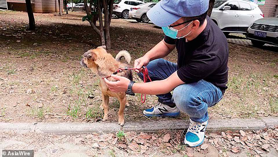 Perro leal espera por tres meses a su dueño que falleció en un hospital de Wuhan 4 perro leal en Wuhan