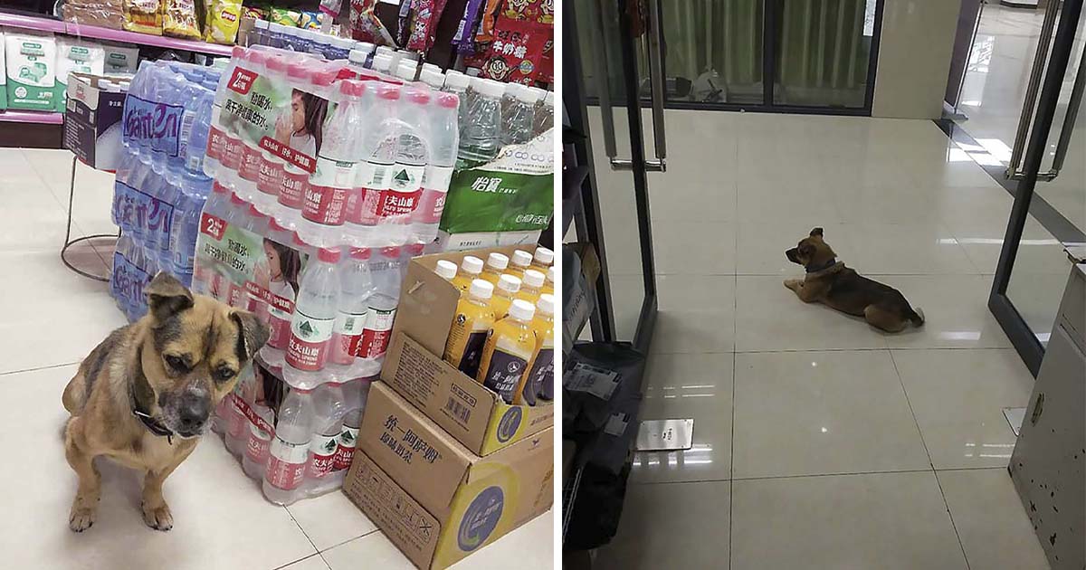 perro leal espera en el pasillo del hospital a su dueño
