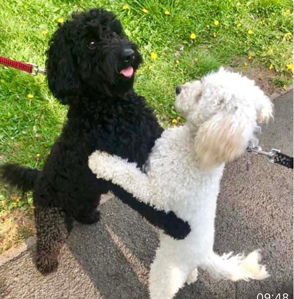 Perritos hermanos se encuentran en la calle y se reconocen de inmediato 5 perros se reencuentran