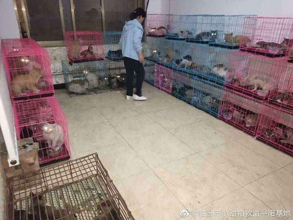 700 gatos robados son rescatados antes de ser sacrificados por su carne en China 8 700 gatos rescatados