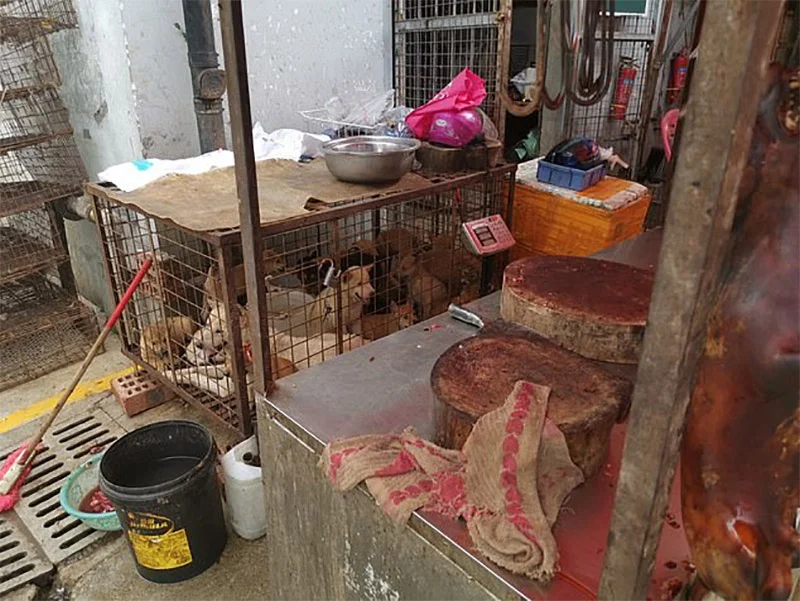 Cachorros rescatados mercado
