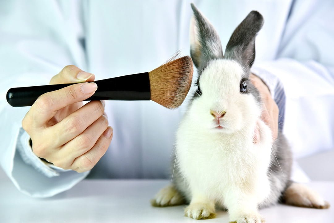 En Colombia se pondrá fin al testeo de cosméticos en animales 11 Conejo usado para pruebas laboratorio