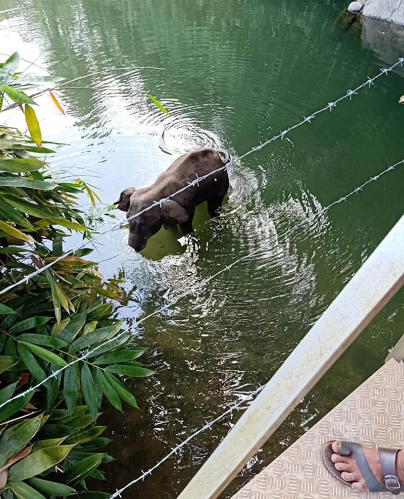 Elefanta embarazada muere después de ser alimentada con piña rellena de explosivos 5 Elefante muere