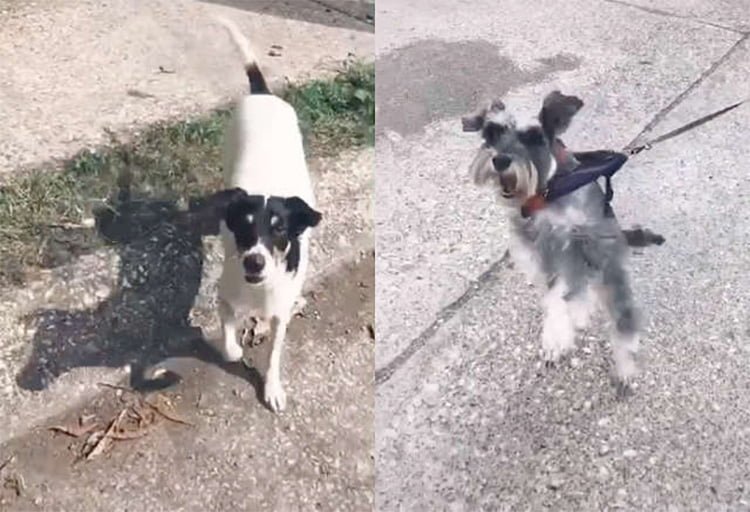 Perro 'Romeo' se escapa para visitar a su verdadero amor en su balcón 15 Encuentro Romeo y Ramona