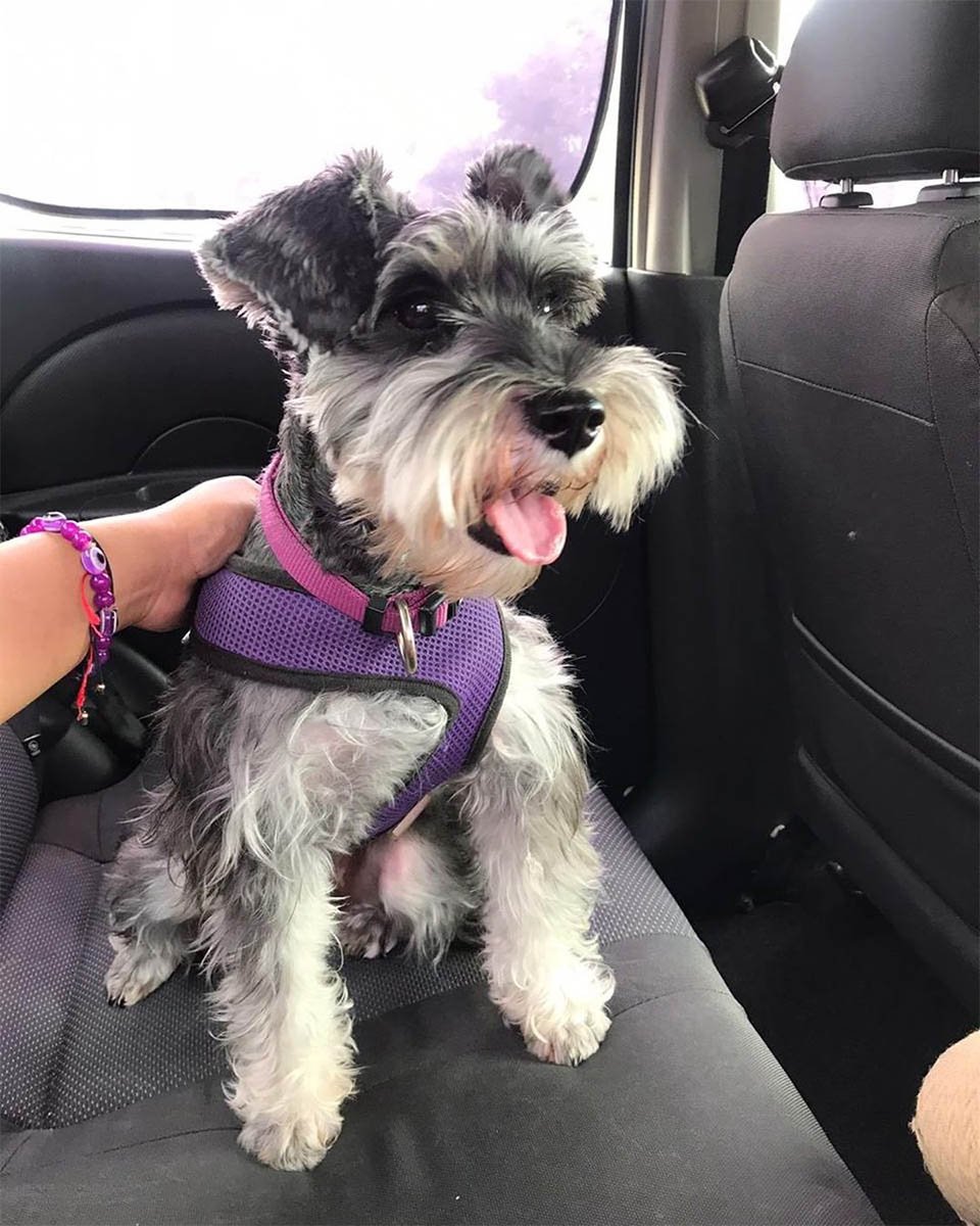 Perro 'Romeo' se escapa para visitar a su verdadero amor en su balcón 9 Esperando Perro Romeo