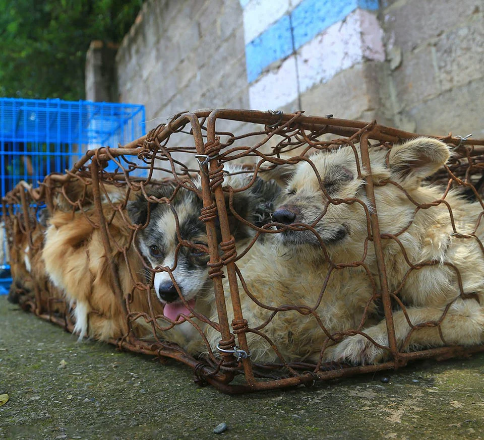 Famoso festival cruel