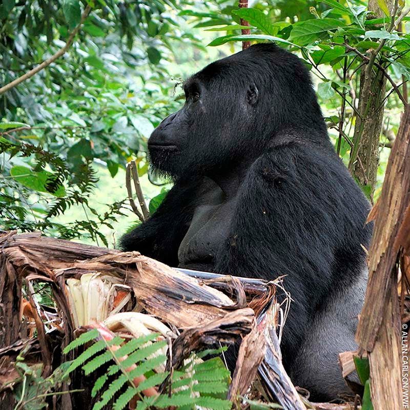 Famoso gorila Rafiki