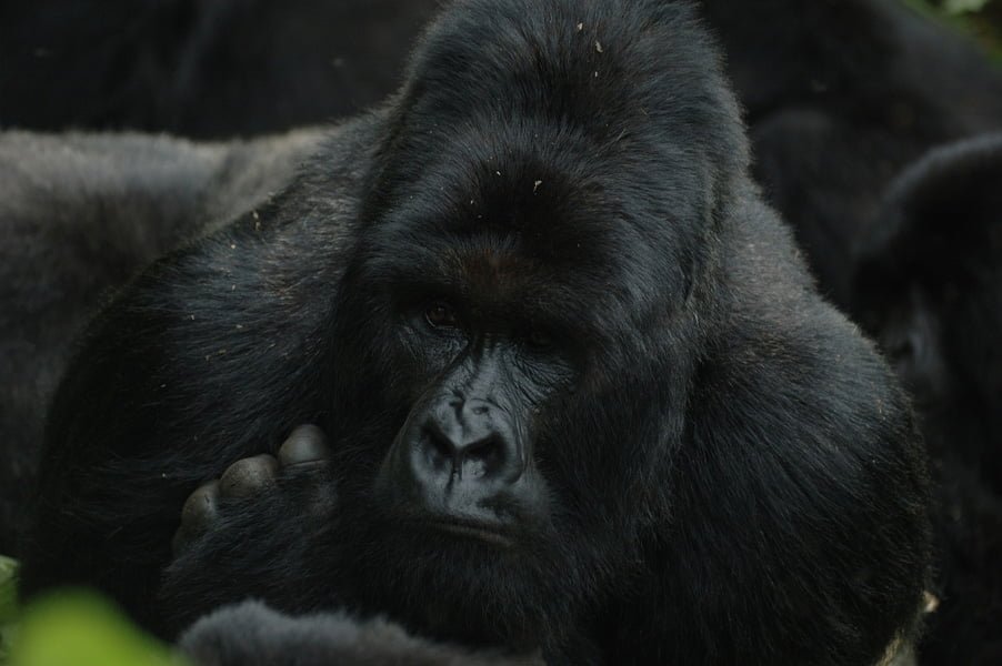 Famoso gorila asesinado