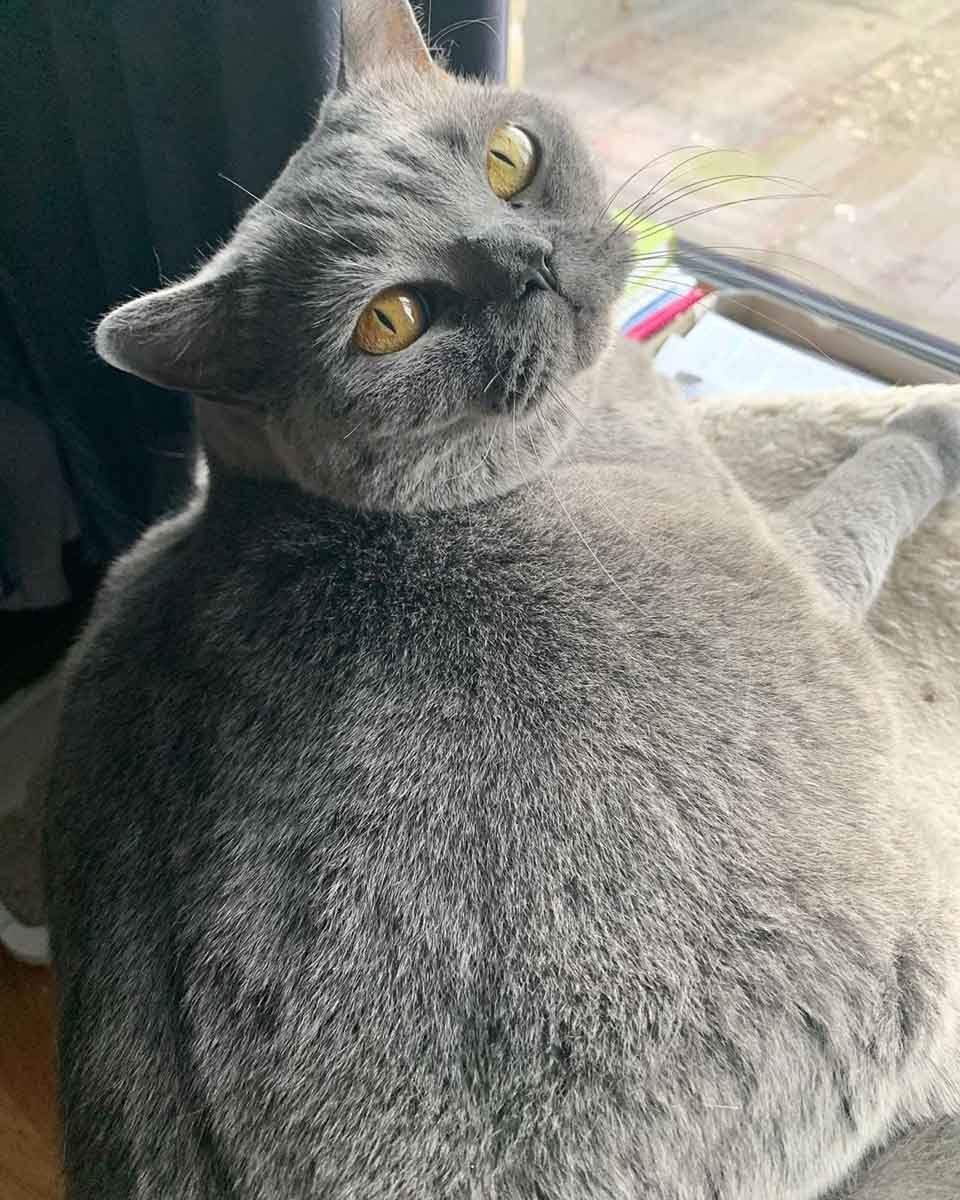 Gata tan redonda como una pelota iba a ser sacrificada debido a su condición 14 Gatita adorable es especial