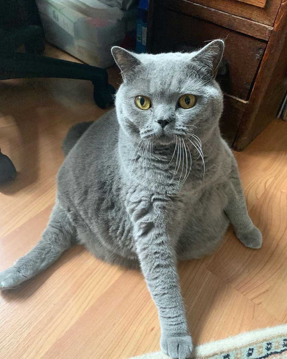 Gata tan redonda como una pelota iba a ser sacrificada debido a su condición 13 Gatita con escoliosis tiene los mejores cuidados