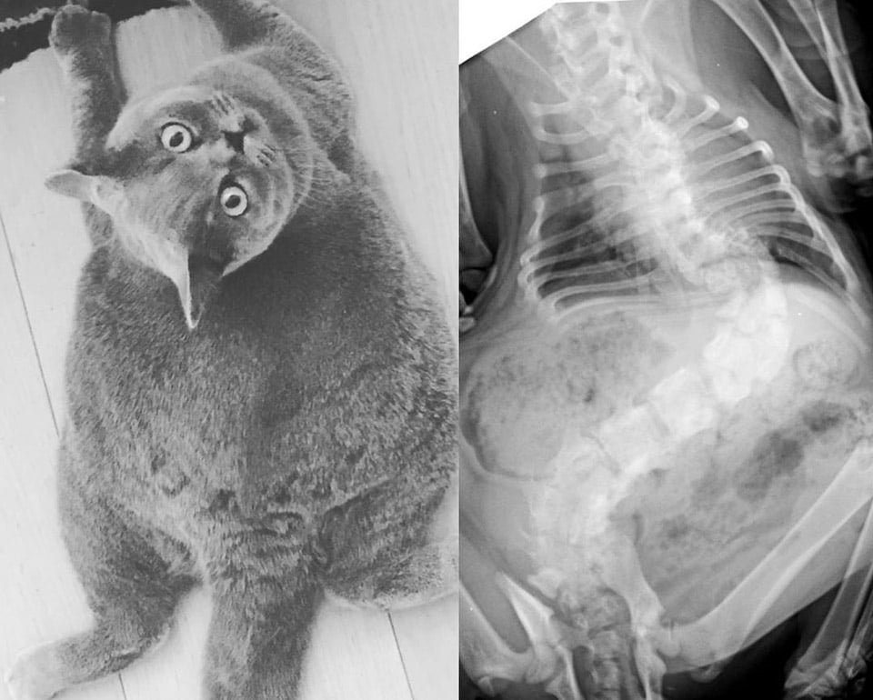 Gata tan redonda como una pelota iba a ser sacrificada debido a su condición 12 Gatita con escoliosis