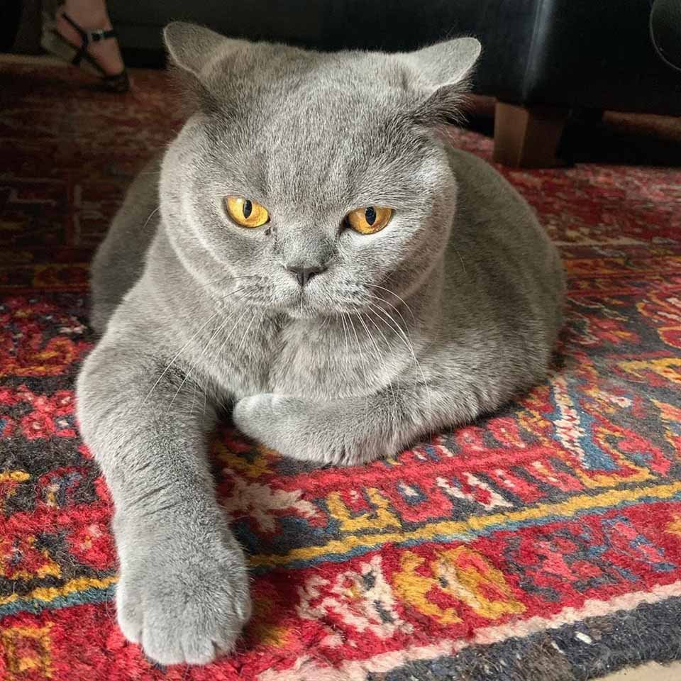 Gata tan redonda como una pelota iba a ser sacrificada debido a su condición 11 Gatita en su dulce hogar
