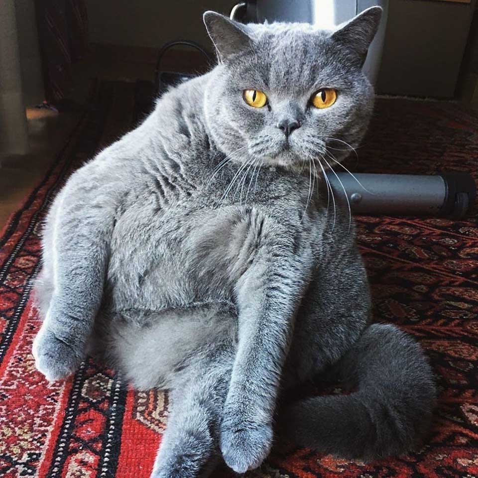 Gata tan redonda como una pelota iba a ser sacrificada debido a su condición 8 Gatita tiene columna desviada