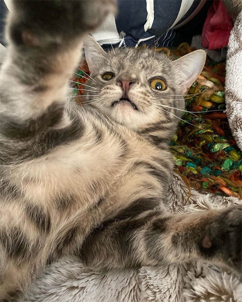 Gatito con la cara inusualmente perfecta está tan feliz de tener un hogar 14 Gatito cara especial