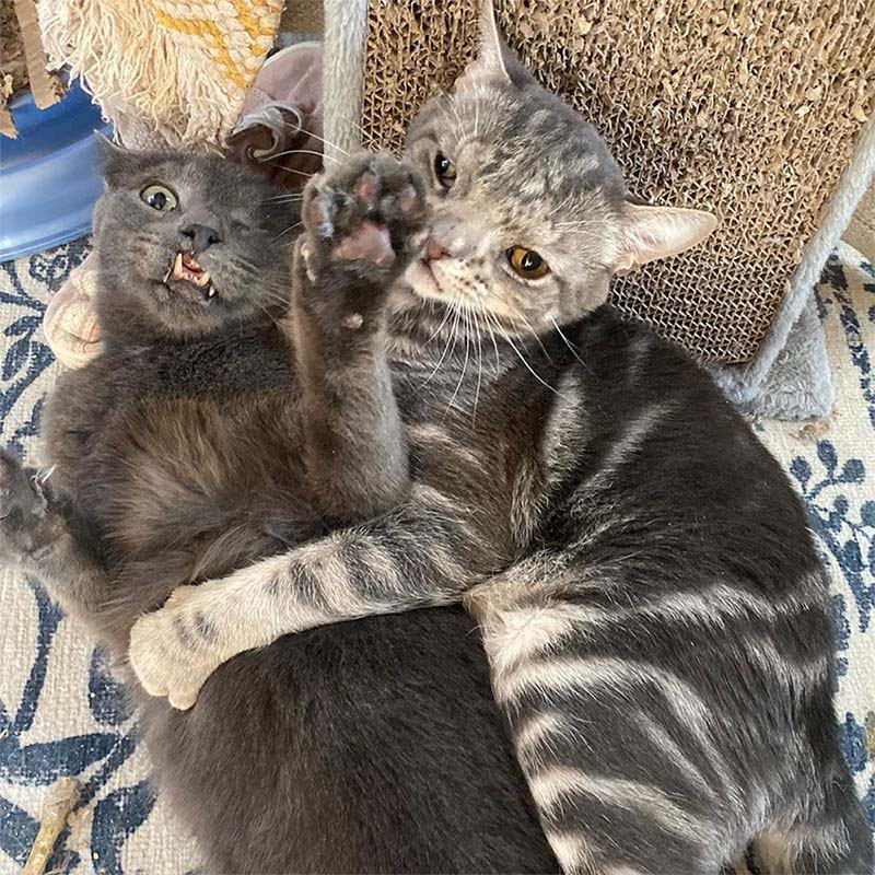 Gatito con la cara inusualmente perfecta está tan feliz de tener un hogar 15 Gatito compañero
