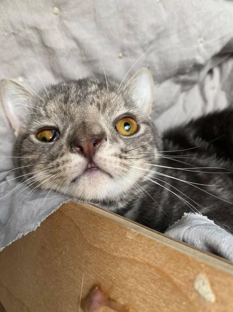 Gatito con la cara inusualmente perfecta está tan feliz de tener un hogar 7 Gato Cara inusualmente