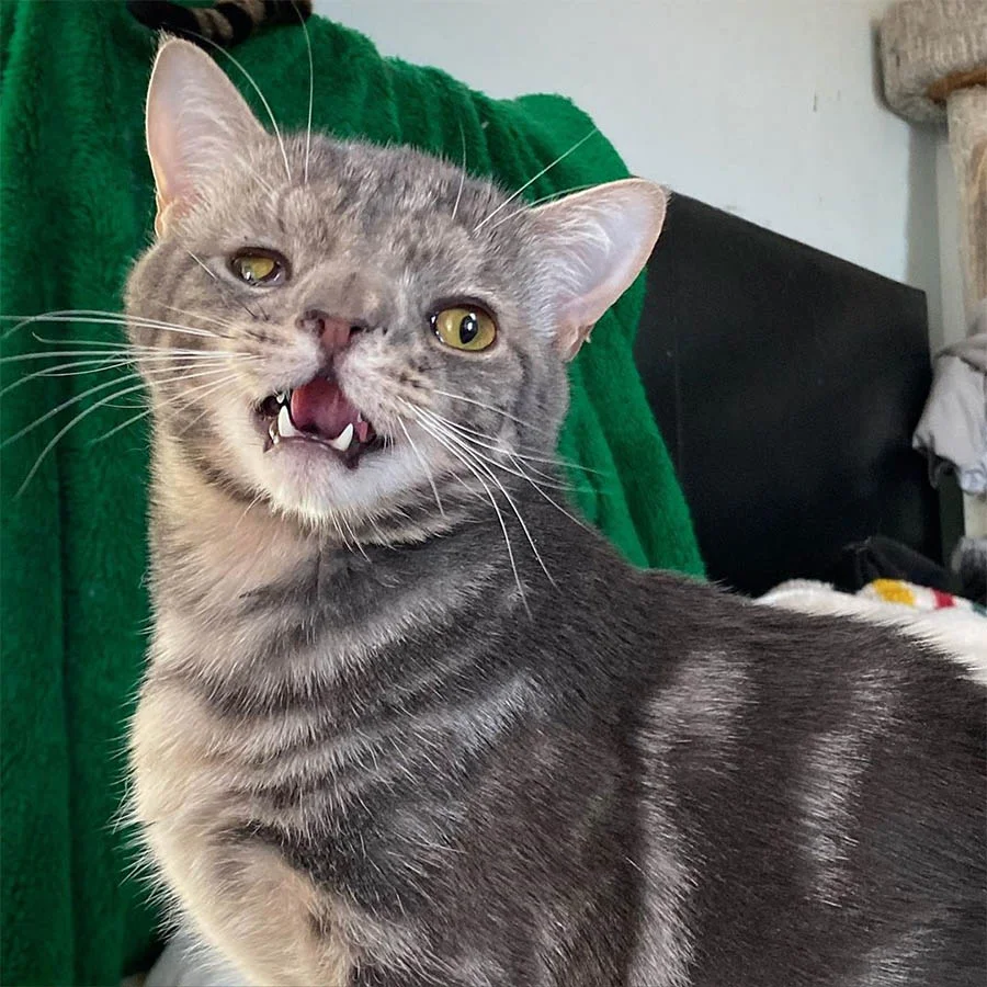 Gatito con la cara inusualmente perfecta está tan feliz de tener un hogar 3 Gato con rostro especial