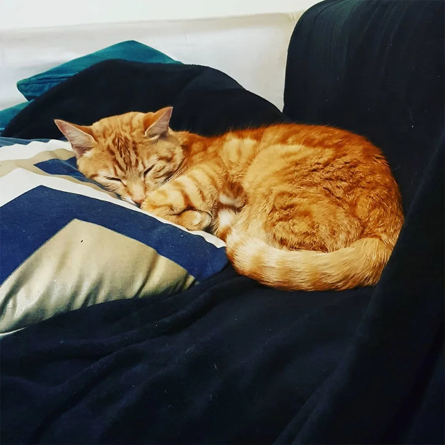 Gato se escabulle a casa de sus vecinos todos los días para pasar la noche 4 Gato se escapa