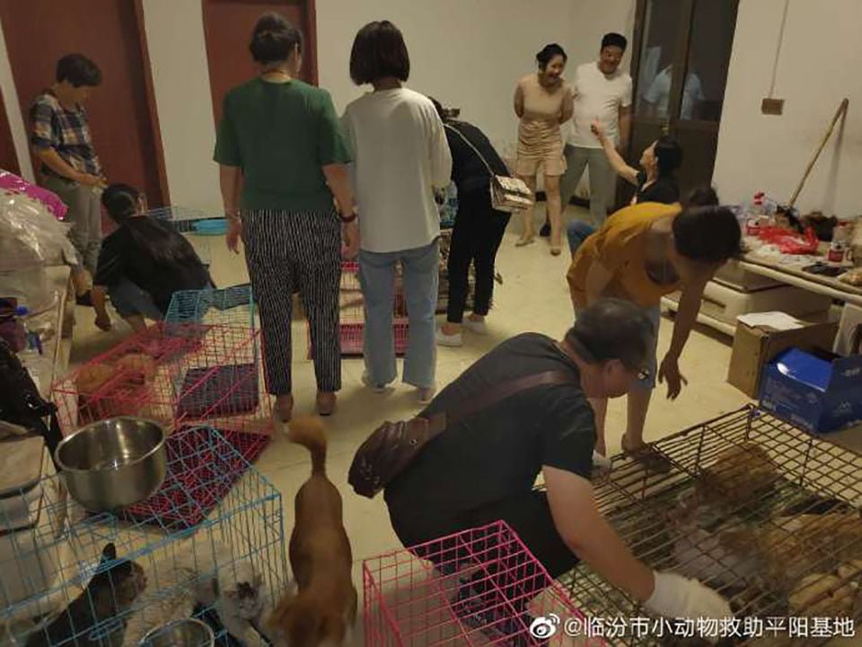 700 gatos robados son rescatados antes de ser sacrificados por su carne en China 9 Gatos rescatados Linfen China