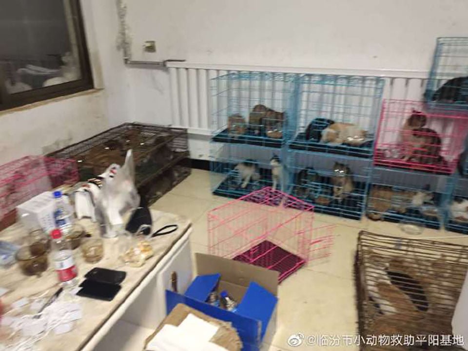 700 gatos robados son rescatados antes de ser sacrificados por su carne en China 6 Gatos rescatados