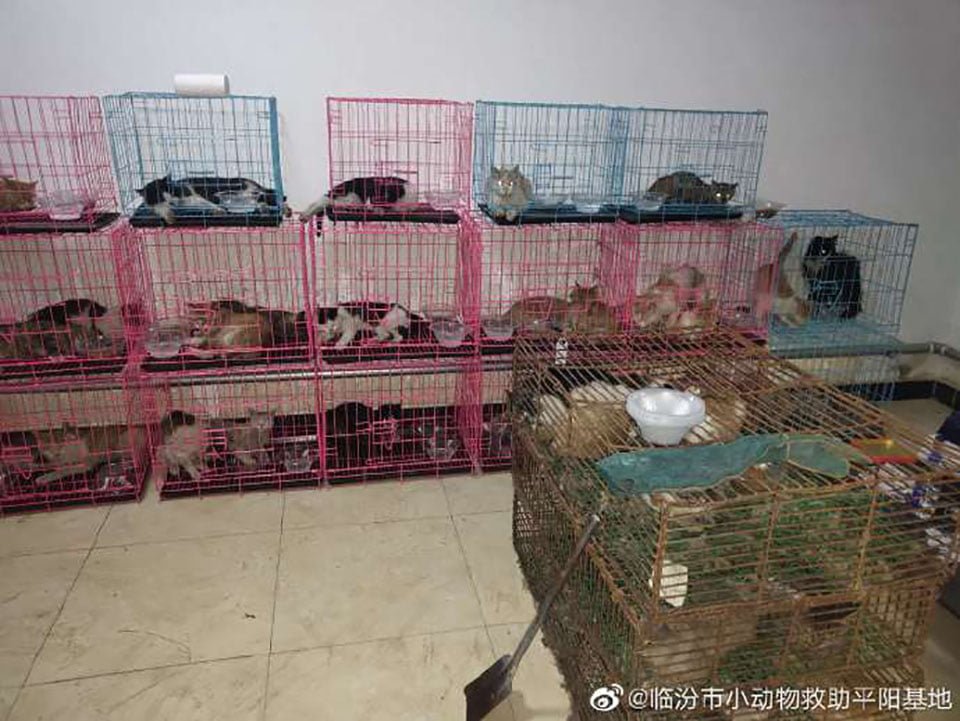 700 gatos robados son rescatados antes de ser sacrificados por su carne en China 7 Gatos robados rescatados