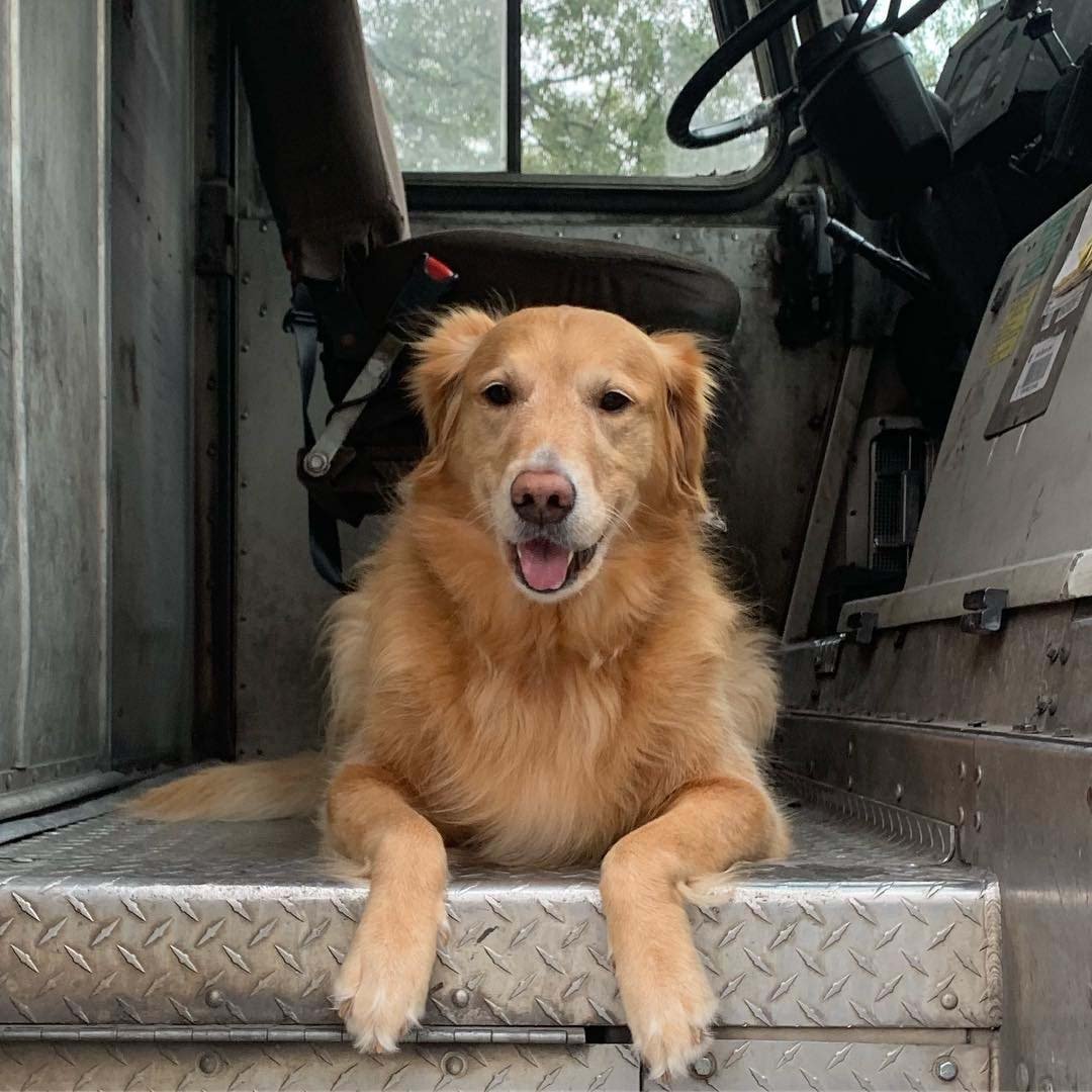 Golden retriever Pippin