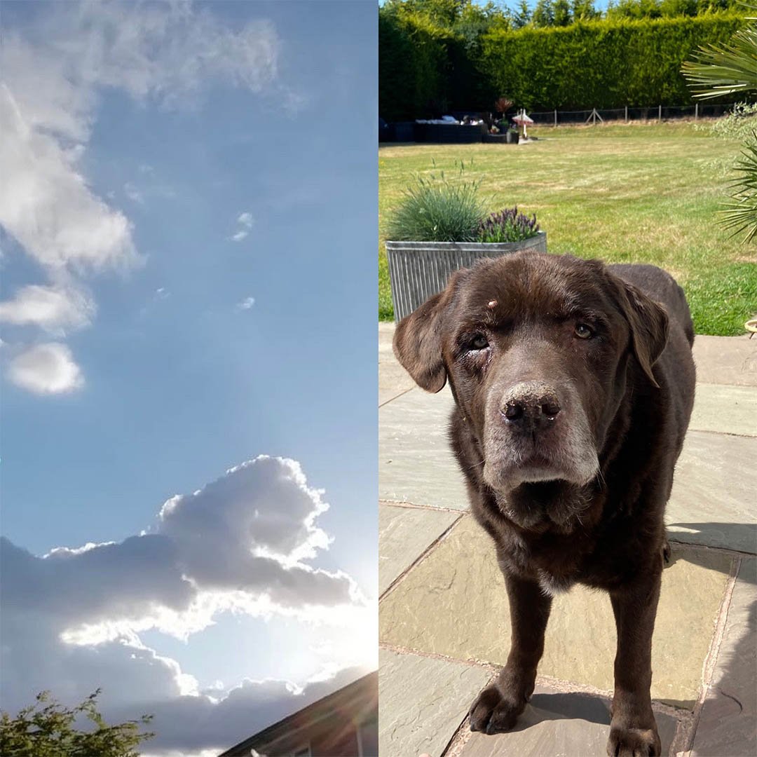 Mujer desconsolada ve la cara de su perro en el cielo horas después de su fallecimiento 13 Imágenes nubes