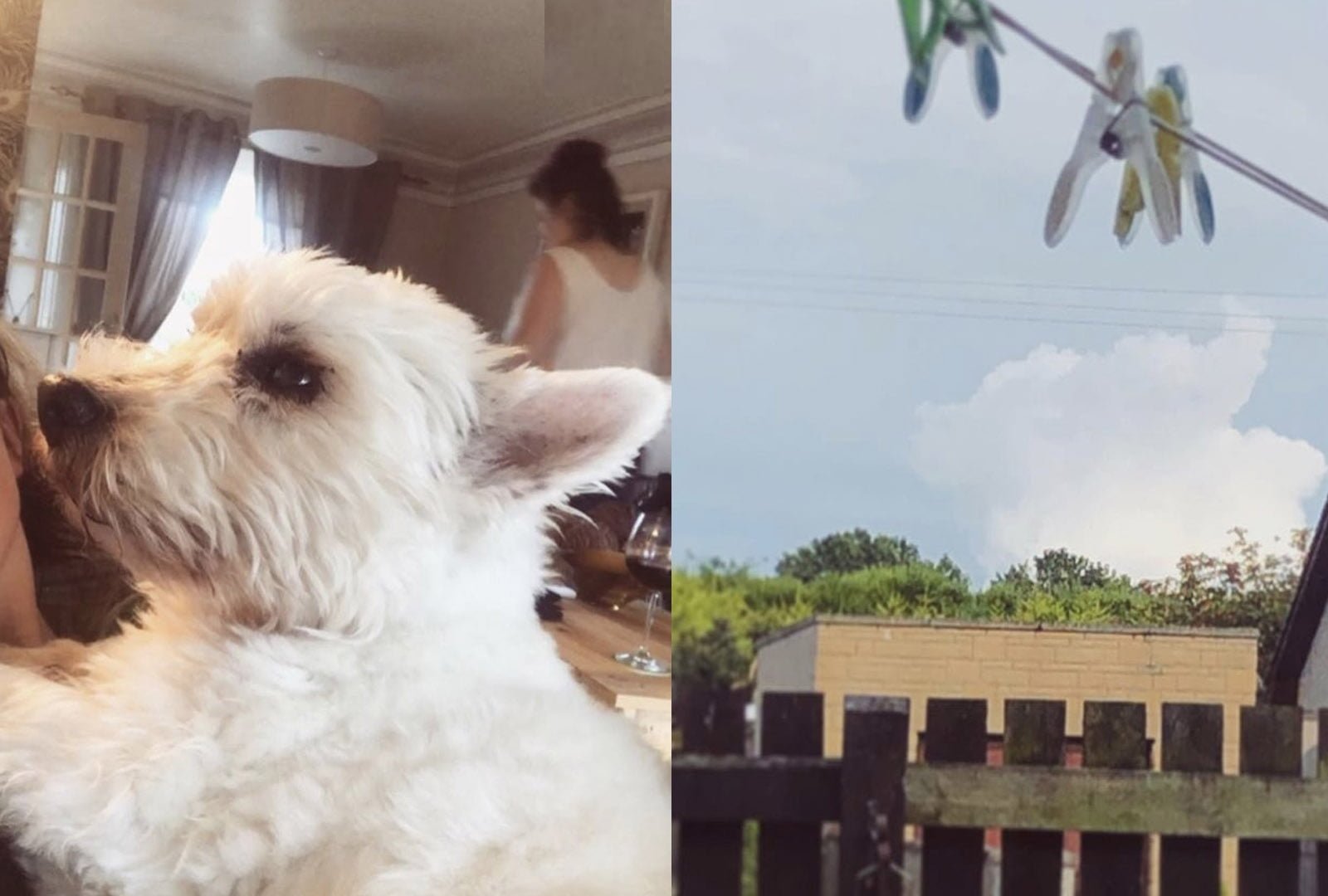 Mujer desconsolada ve la cara de su perro en el cielo horas después de su fallecimiento 14 Mascota nube