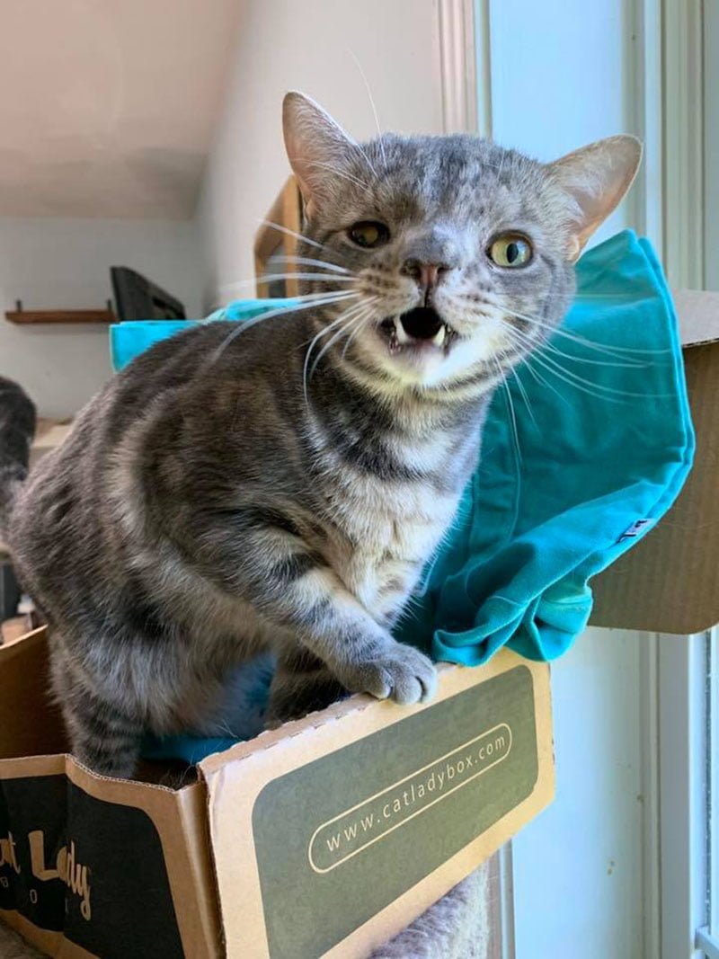 Gatito con la cara inusualmente perfecta está tan feliz de tener un hogar 17 Maverick cara inusualmente