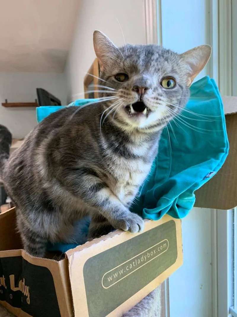 Gatito con la cara inusualmente perfecta está tan feliz de tener un hogar 8 Maverick cara inusualmente